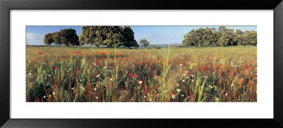 Wild Flowers In A Field, Andalucia, Spain by Panoramic Images Pricing Limited Edition Print image