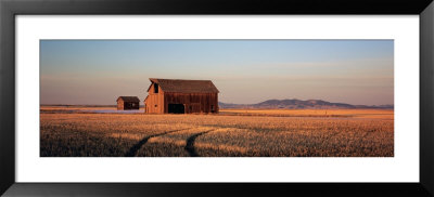 Barn In A Field, Hobson, Montana, Usa by Panoramic Images Pricing Limited Edition Print image