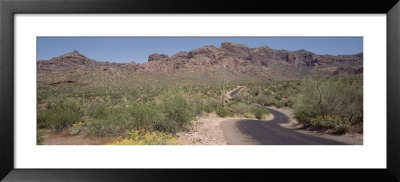 Cactus Along A Road, Dreamy Draw Park, Arizona, Usa by Panoramic Images Pricing Limited Edition Print image