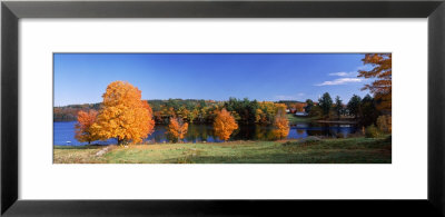 Tree In Autumn, Norway Pond, Hancock, New Hampshire, Usa by Panoramic Images Pricing Limited Edition Print image