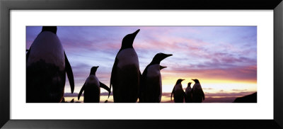 Silhouette Of A Group Of Gentoo Penguins, Falkland Islands by Panoramic Images Pricing Limited Edition Print image