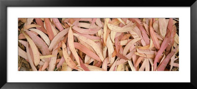 Eucalyptus Leaves by Panoramic Images Pricing Limited Edition Print image