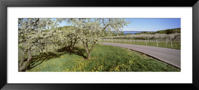 Blooming Cherry Trees In A Vineyard, Traverse City, Michigan, Usa by Panoramic Images Pricing Limited Edition Print image