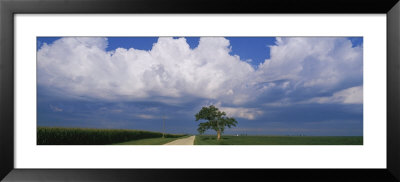 Oak Tree In A Landscape, Stelle, Illinois, Usa by Panoramic Images Pricing Limited Edition Print image
