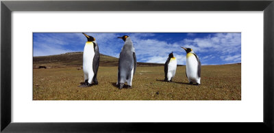 Four King Penguins Standing On A Landscape, Falkland Islands by Panoramic Images Pricing Limited Edition Print image