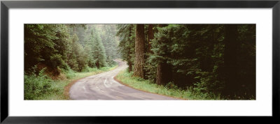 Trees Along A Road, Lake Crescent Olympic Peninsula, Washington State, Usa by Panoramic Images Pricing Limited Edition Print image
