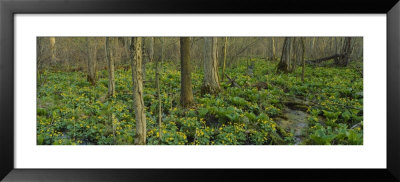 Trees Among Yellow Flowers In The Forest, Cedar Bog, Urbana, Ohio, Usa by Panoramic Images Pricing Limited Edition Print image