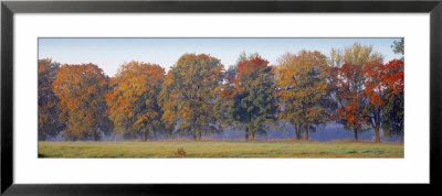 Trees In A Garden, South Bohemia, Czech Republic by Panoramic Images Pricing Limited Edition Print image