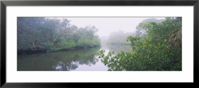 Stream Flowing Through A Forest, South Creek, Oscar Scherer State Park, Osprey, Florida, Usa by Panoramic Images Pricing Limited Edition Print image