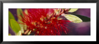 Bottlebrush Flower, Sacramento, California, Usa by Panoramic Images Pricing Limited Edition Print image