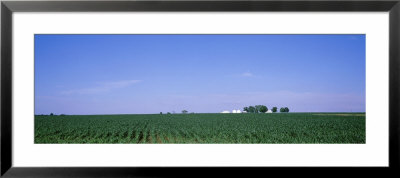 Corn Field, Marion County, Illinois, Usa by Panoramic Images Pricing Limited Edition Print image