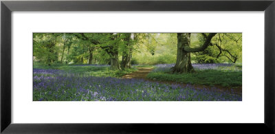 Bluebells In A Forest, Thorp Perrow Arboretum, North Yorkshire, England by Panoramic Images Pricing Limited Edition Print image