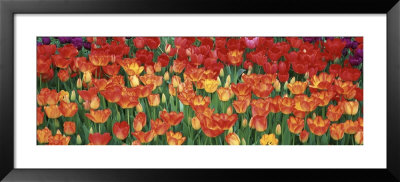Tulips In A Garden, Botanical Garden Of Buffalo And Erie County, Buffalo, New York, Usa by Panoramic Images Pricing Limited Edition Print image