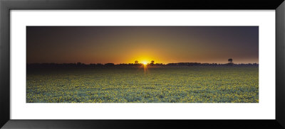 Field Of Safflower At Dusk, Sacramento, California, Usa by Panoramic Images Pricing Limited Edition Print image