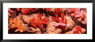 Maple Leaves by Panoramic Images Pricing Limited Edition Print image