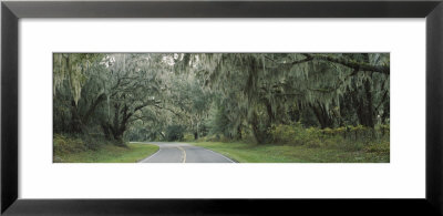 Oak Trees On Both Sides Of A Road, Florida, Usa by Panoramic Images Pricing Limited Edition Print image