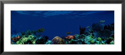 Underwater by Panoramic Images Pricing Limited Edition Print image