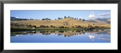 Bison, Lamar Valley, Yellowstone National Park, Wyoming, Usa by Panoramic Images Pricing Limited Edition Print image
