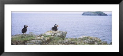 Atlantic Puffins Perching On Rocks, Maberly, Newfoundland And Labrador, Canada (Fratercula Arctic) by Panoramic Images Pricing Limited Edition Print image