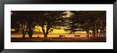 Trees In A Field, Crissy Field, San Francisco, California, Usa by Panoramic Images Pricing Limited Edition Print image