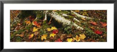 Tree Roots Growing Over Moss Covered Rocks, Stowe, Vermont, Usa by Panoramic Images Pricing Limited Edition Print image