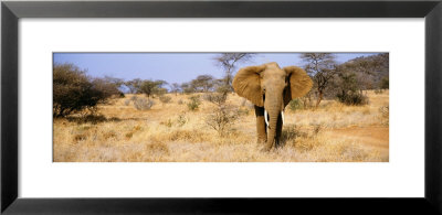 Elephant, Somburu, Kenya, Africa by Panoramic Images Pricing Limited Edition Print image