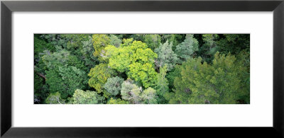 Tahune Forest Reserve, Tasmania, Australia by Panoramic Images Pricing Limited Edition Print image