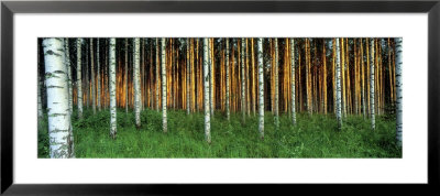 Birch Trees, Saimma, Lakelands, Finland by Panoramic Images Pricing Limited Edition Print image
