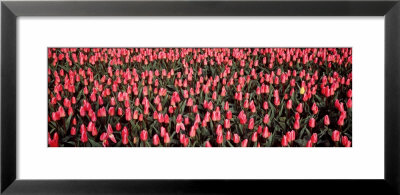 Tulips, Noordbeemster, Netherlands by Panoramic Images Pricing Limited Edition Print image