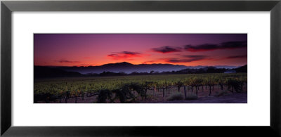 Vineyard At Sunset, Napa Valley, California, Usa by Panoramic Images Pricing Limited Edition Print image