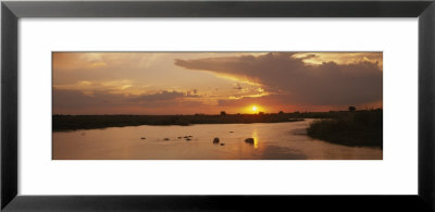 Hippos In Water, Kenya, Africa by Panoramic Images Pricing Limited Edition Print image