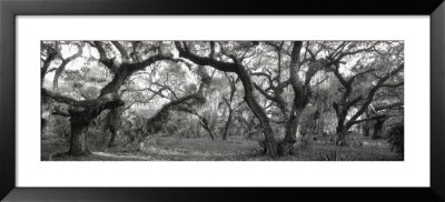 Oak Trees In A Forest, Lake Kissimmee State Park, Florida, Usa by Panoramic Images Pricing Limited Edition Print image