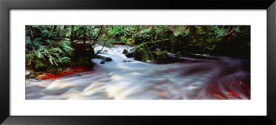 Bird River, Tasmania, Australia by Panoramic Images Pricing Limited Edition Print image