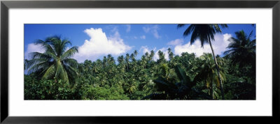 Rain Forest, Saint Lucia, West Indies by Panoramic Images Pricing Limited Edition Print image