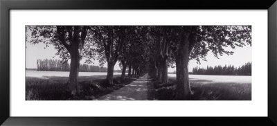 Road Through Trees, Provence, France by Panoramic Images Pricing Limited Edition Print image