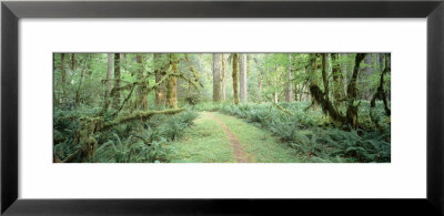 Trees Along A Trail, Quinault Rain Forest, Olympic National Park, Washington State, Usa by Panoramic Images Pricing Limited Edition Print image