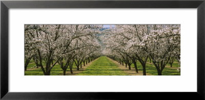 Almond Trees In An Orchard, California, Usa by Panoramic Images Pricing Limited Edition Print image