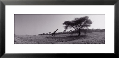 Giraffe On The Plains, Kenya, Africa by Panoramic Images Pricing Limited Edition Print image
