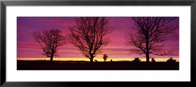 Oak Trees, Sunset, Sweden by Panoramic Images Pricing Limited Edition Print image