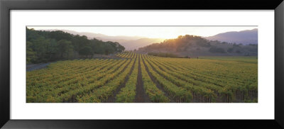 Sunset, Vineyard, Napa Valley, California, Usa by Panoramic Images Pricing Limited Edition Print image