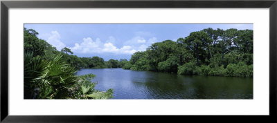 River Flowing Through A Forest, Oscar Scherer State Park, Sarasota, Florida, Usa by Panoramic Images Pricing Limited Edition Print image