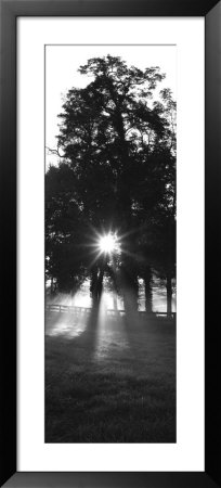 Sunrise, Fog, Woodford Co, Kentucky, Usa by Panoramic Images Pricing Limited Edition Print image