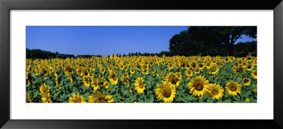 Sunflowers In A Field, Provence, France by Panoramic Images Pricing Limited Edition Print image