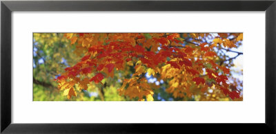 Fall Foliage, Guilford, Baltimore City, Maryland, Usa by Panoramic Images Pricing Limited Edition Print image