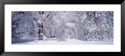 Forest In Winter, Yosemite National Park, California, Usa by Panoramic Images Pricing Limited Edition Print image