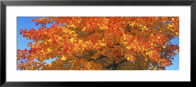 Sugar Maples, Minnesota, Usa by Panoramic Images Pricing Limited Edition Print image