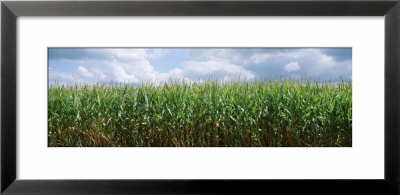 Cornfield, Christian County, Illinois, Usa by Panoramic Images Pricing Limited Edition Print image