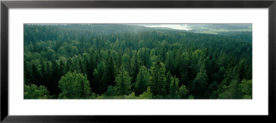 Finland, Aulanko, Scandinavian Forest by Panoramic Images Pricing Limited Edition Print image