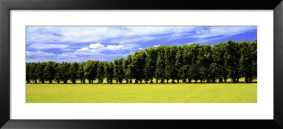 Row Of Trees, Uppland, Sweden by Panoramic Images Pricing Limited Edition Print image