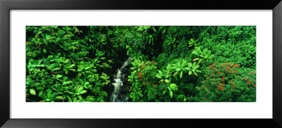 Hamakua Coast, Hawaii, Hawaii, Usa by Panoramic Images Pricing Limited Edition Print image